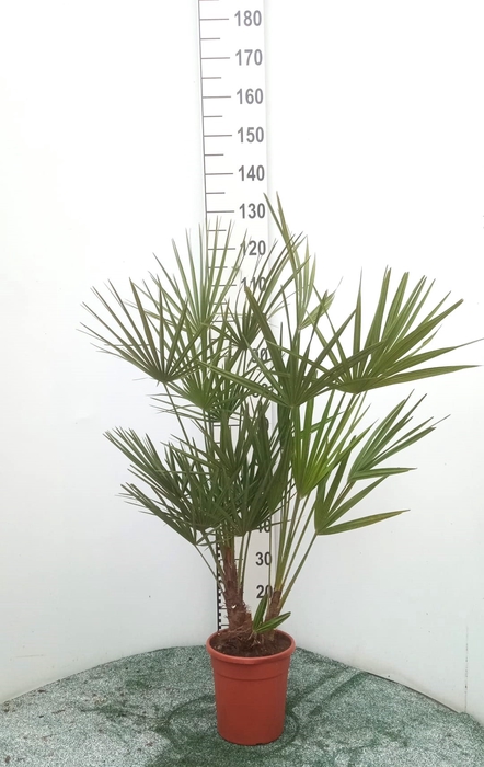 <h4>CHAM HUMILIS</h4>