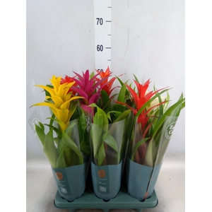Guzmania   ...mix