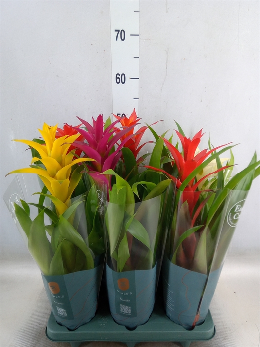<h4>Guzmania   ...mix</h4>