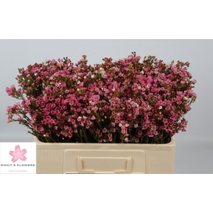 CHAME SARAHS DELIGHT