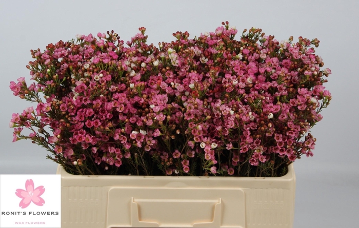 <h4>CHAME SARAHS DELIGHT</h4>