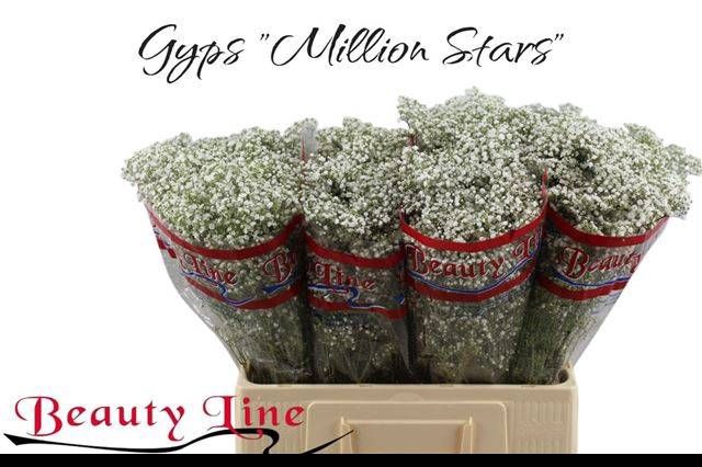 <h4>GYPS PA MILLION STAR</h4>