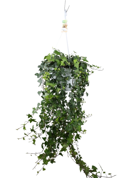 <h4>Hedera helix Anna - hang/XXL</h4>