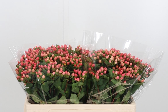 <h4>Hyp Shali Star</h4>