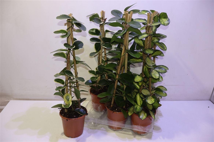 <h4>arr8 Hoya Gem Piramide</h4>