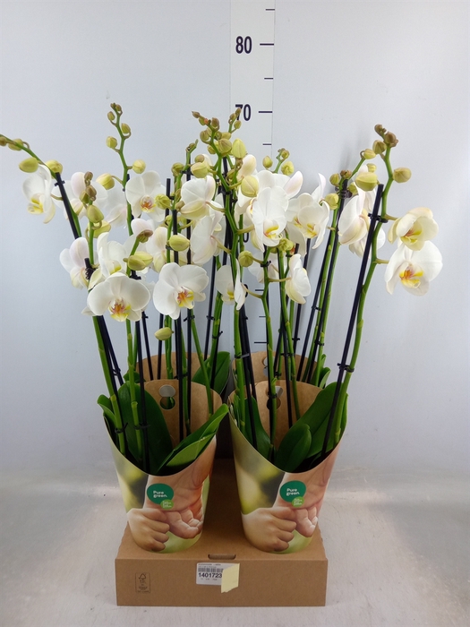 <h4>Phalaenopsis   ...white</h4>