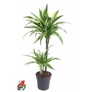 Dracaena fragrans Deremensis Grp Lemon Lime