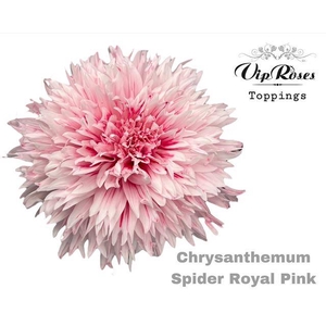 CHR E GEFAERBT Spider Royal Pink