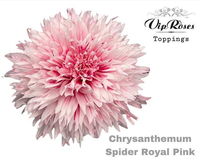 <h4>CHR E GEFAERBT Spider Royal Pink</h4>