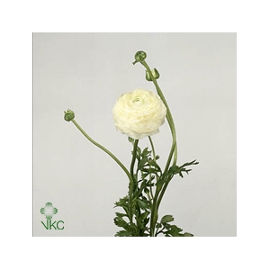Ran Elegance White