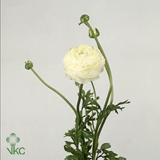 <h4>Ran Elegance White</h4>