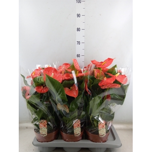Anthurium andr. 'Florida'