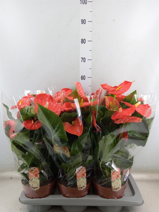 <h4>Anthurium andr. 'Florida'</h4>