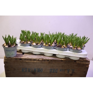 arr8 Muscar White Spear