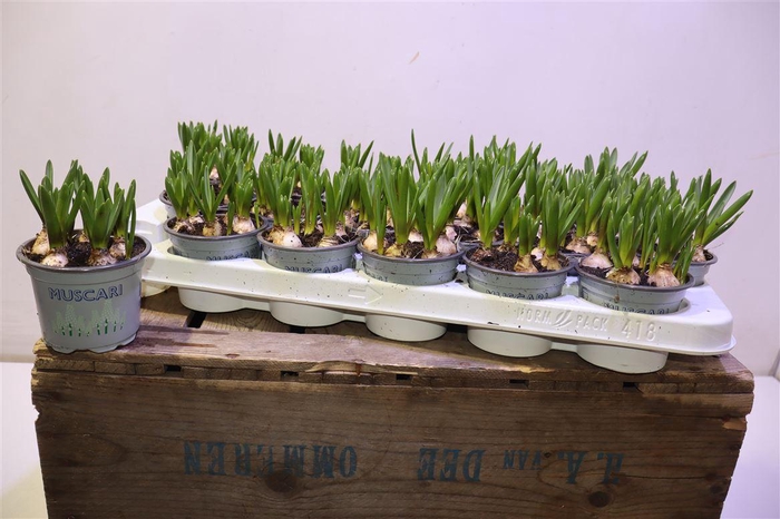 <h4>arr8 Muscar White Spear</h4>