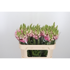 Antirrhinum Po Rose
