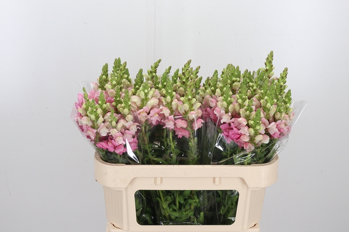 <h4>Antirrhinum Po Rose</h4>