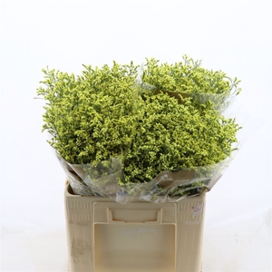 Limonium Sinense China Summer