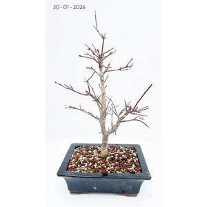 Acer palmatum Deshojo