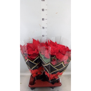 Euphorbia pulc. 'Christ Feel'