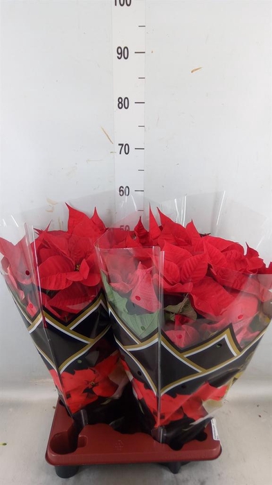 <h4>Euphorbia pulc. 'Christ Feel'</h4>