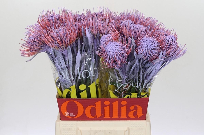 <h4>Nutans Painted Milka</h4>