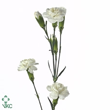 <h4>Di Tr White</h4>