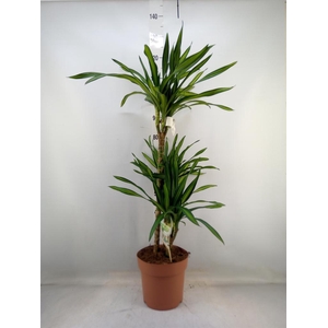 Dracaena frag. 'Riki'