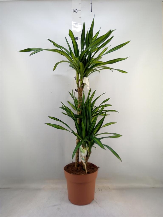 <h4>Dracaena frag. 'Riki'</h4>