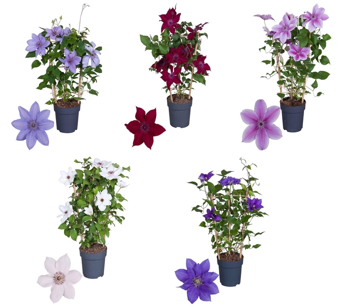 <h4>CLEMATIS  'BOULEVARD'   ...MIXTRO B</h4>