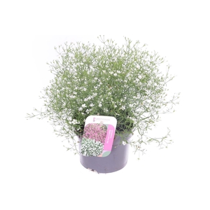 Gypsophila muralis Gypsy White