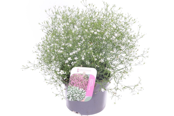 <h4>Gypsophila muralis Gypsy White</h4>