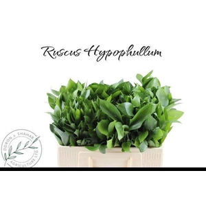 RUSCUS HYPOPHYLLUM