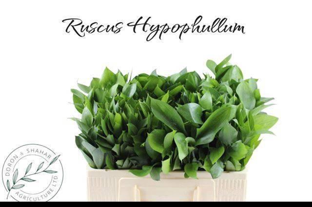 <h4>RUSCUS HYPOPHYLLUM</h4>