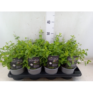 Mentha spicata
