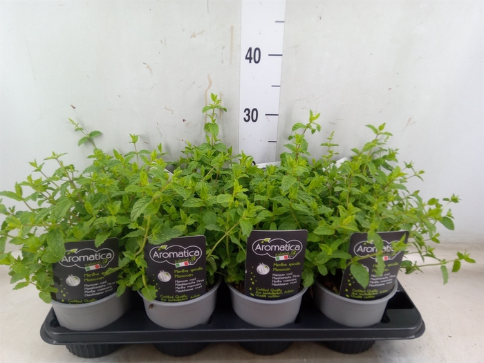 <h4>Mentha spicata</h4>