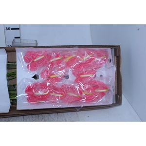 ANTHURIUM NEON 11/13 040 CM DIAM MIN 11 CM ROSA