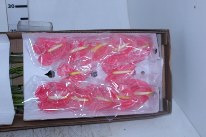 ANTHURIUM NEON 11/13 040 CM DIAM MIN 11 CM ROSA