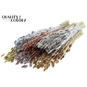 Phalaris per bunch mixed colours Metallic