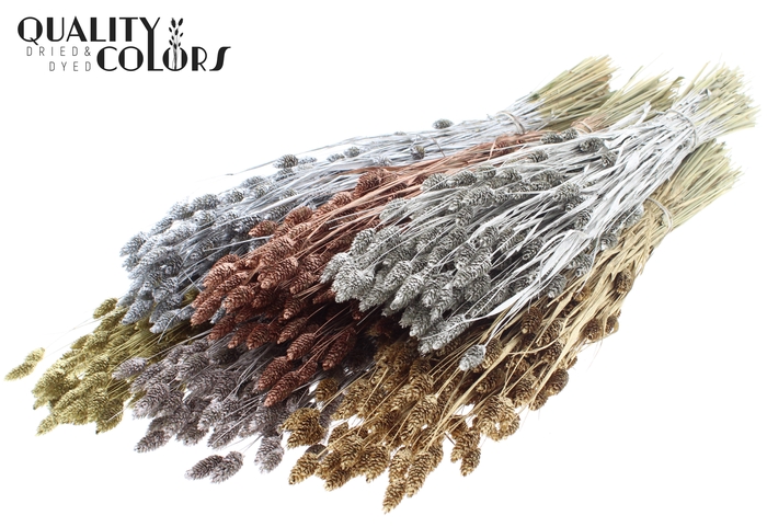<h4>Phalaris per bunch mixed colours Metallic</h4>