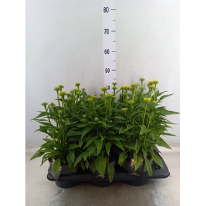 Echinacea  'Sombrero Lemon Yellow'