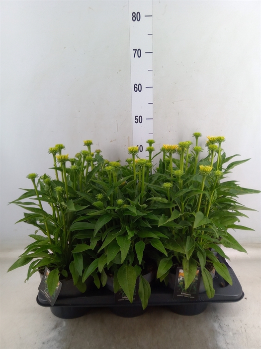 <h4>Echinacea  'Sombrero Lemon Yellow'</h4>