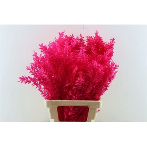 Pres Ruscus Cerise P Stem