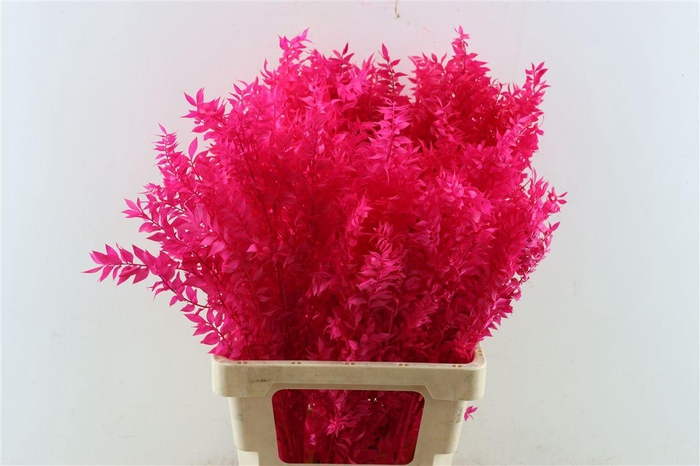 <h4>Pres Ruscus Cerise P Stem</h4>