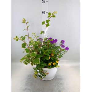 Perkplanten   ...tuft 4   [Bedding]