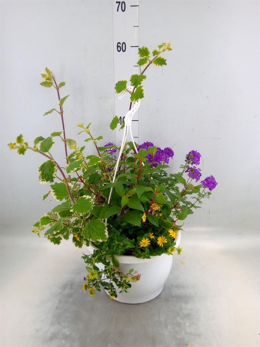 <h4>Perkplanten   ...tuft 4   [Bedding]</h4>