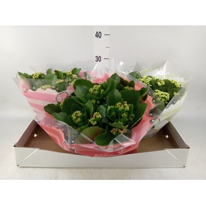 Kalanchoe blos.   ..rosebud mix  5