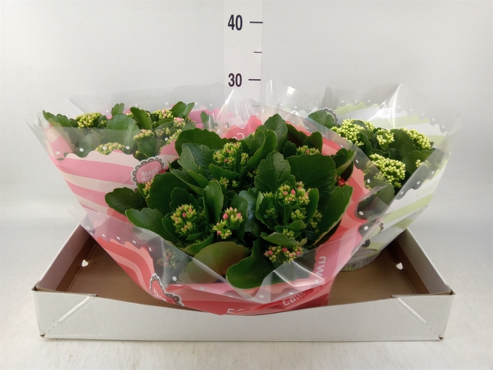 <h4>Kalanchoe blos.   ..rosebud mix  5</h4>