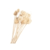 Chardon White Bleached