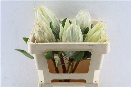 <h4>PROTEA CYNAROIDES</h4>